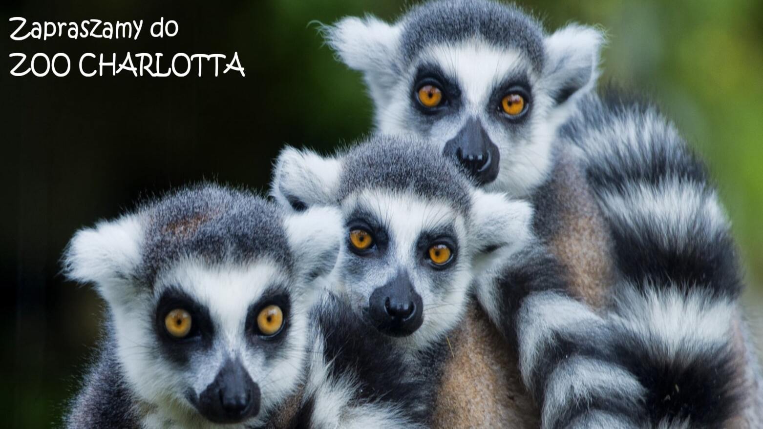 Kultura w Polsce