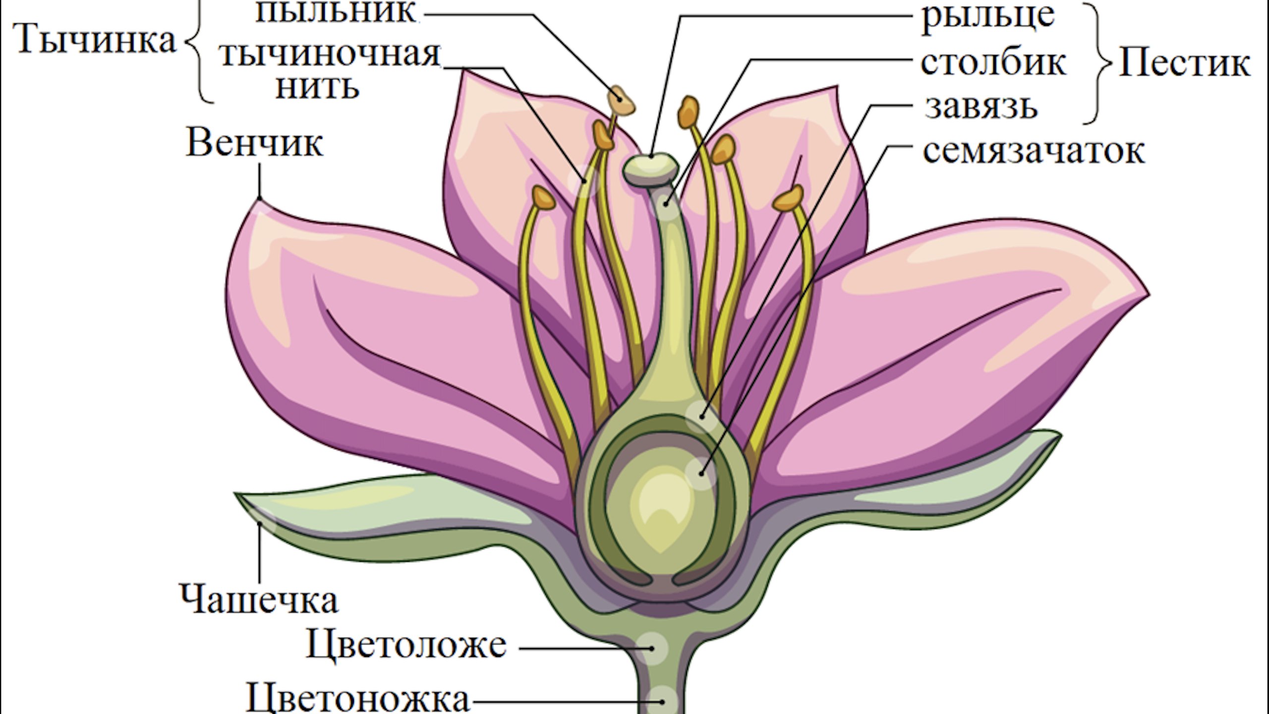 NeoFamily | Биология | ЕГЭ-2026